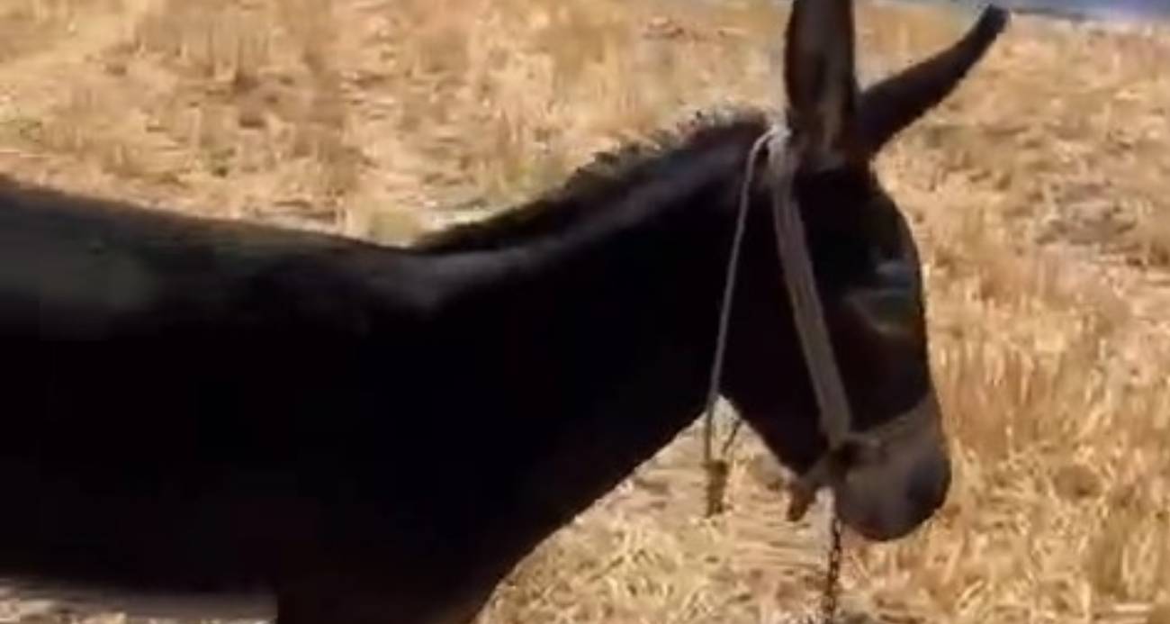 Çanakkale’de tarım arazisindeki yangında ağaca bağlı eşeği vatandaş kurtardı