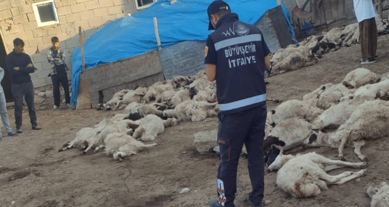 Van’da kurt saldırısı: 111 koyun telef oldu