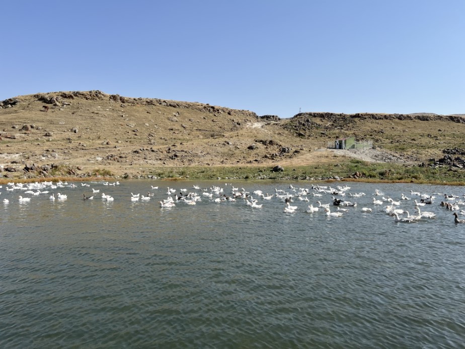 Kars’ta kazlar kış sofraları için besiye alındı