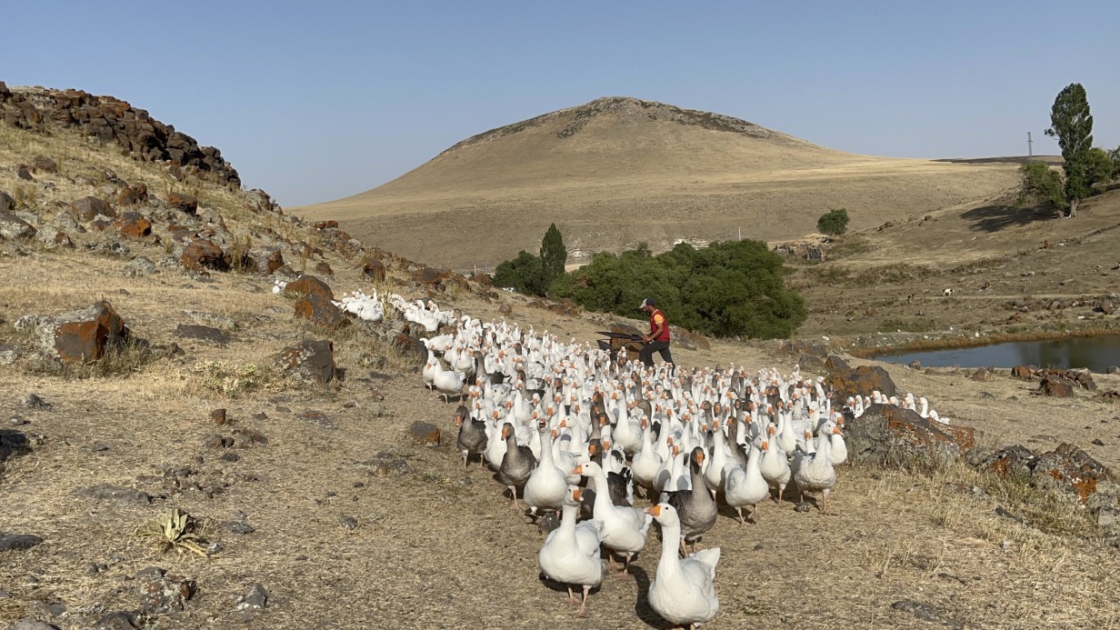 Kars’ta kazlar kış sofraları için besiye alındı