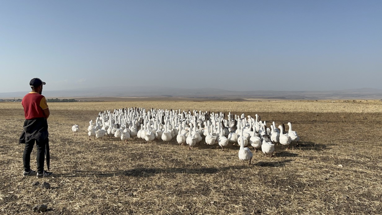 Kars’ta kazlar kış sofraları için besiye alındı