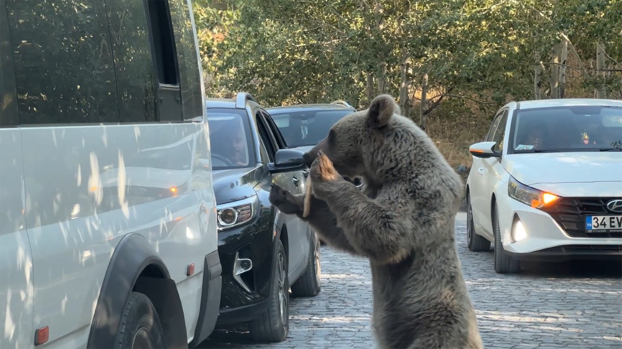 Ayıya ekmek veren vatandaş saldırıdan son anda kurtuldu