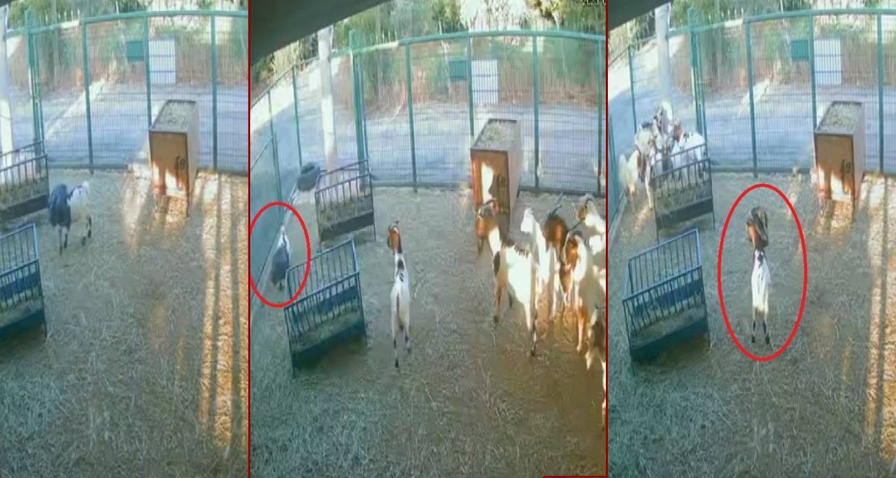 Yerdeki poşeti başına geçiren cüce keçi, diğer keçilerin kabusu oldu