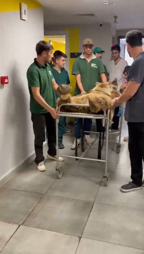 İstanbul’da aşırı meyveden rahatsızlanan 200 kiloluk ayı, tomografi cihazına sokuldu, tedavi edildi