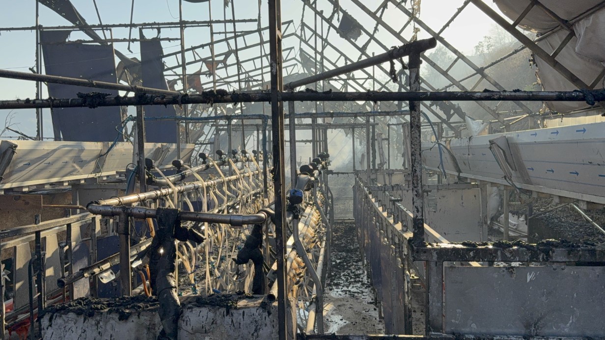 Düzce’deki orman yangınında keçi üretim çiftliği küle döndü