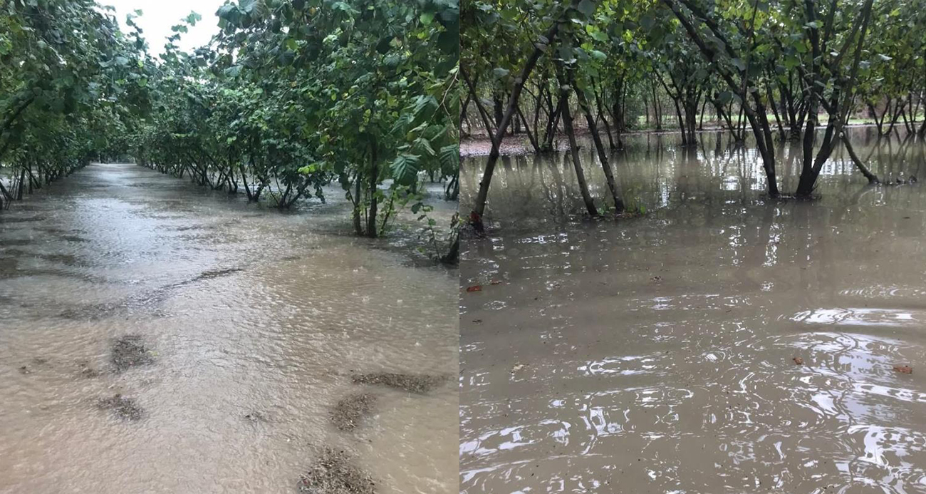Samsun’da sağanak: Fındık bahçeleri göle döndü