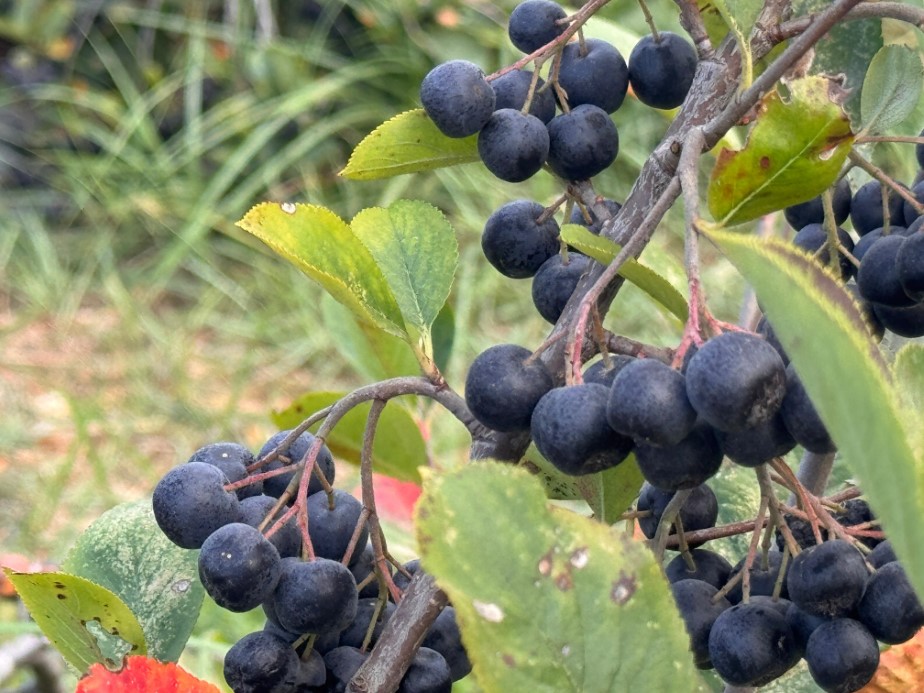 Yalova’nın coğrafi işaretli meyvesi aronyada hasat sevinci