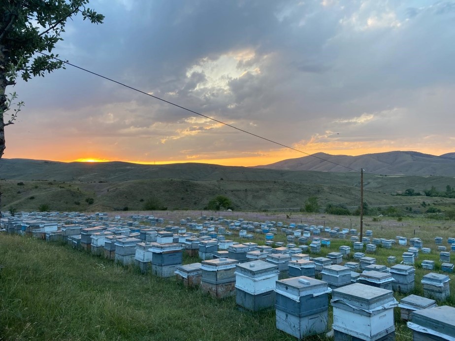 Doğu Karadeniz’de arıcılık alarm veriyor