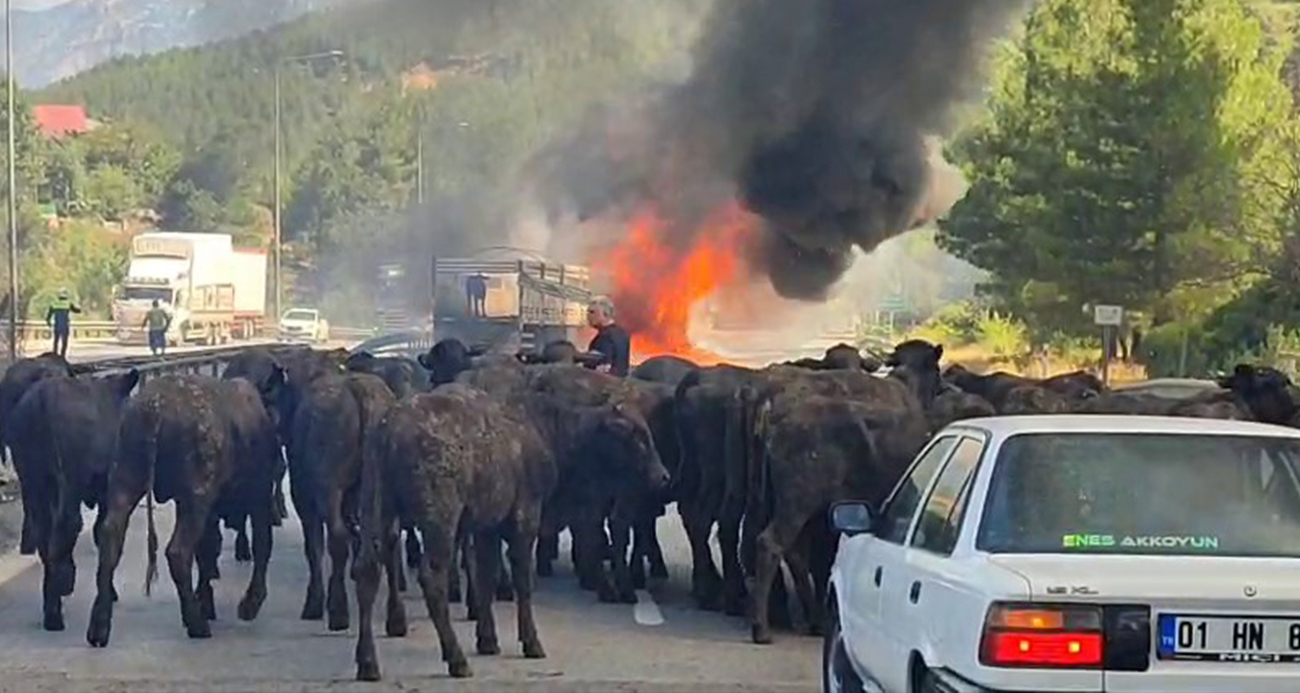 Büyükbaş hayvan yüklü tır alev alev yandı