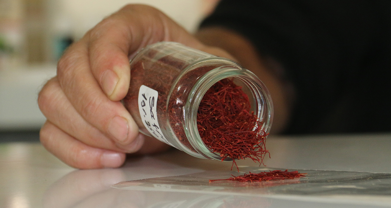 Kilosu 250 bin liradan satılan safranın mısır püskülünden sahtesini yaptılar