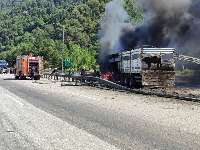 Büyükbaş hayvan yüklü tır alev alev yandı