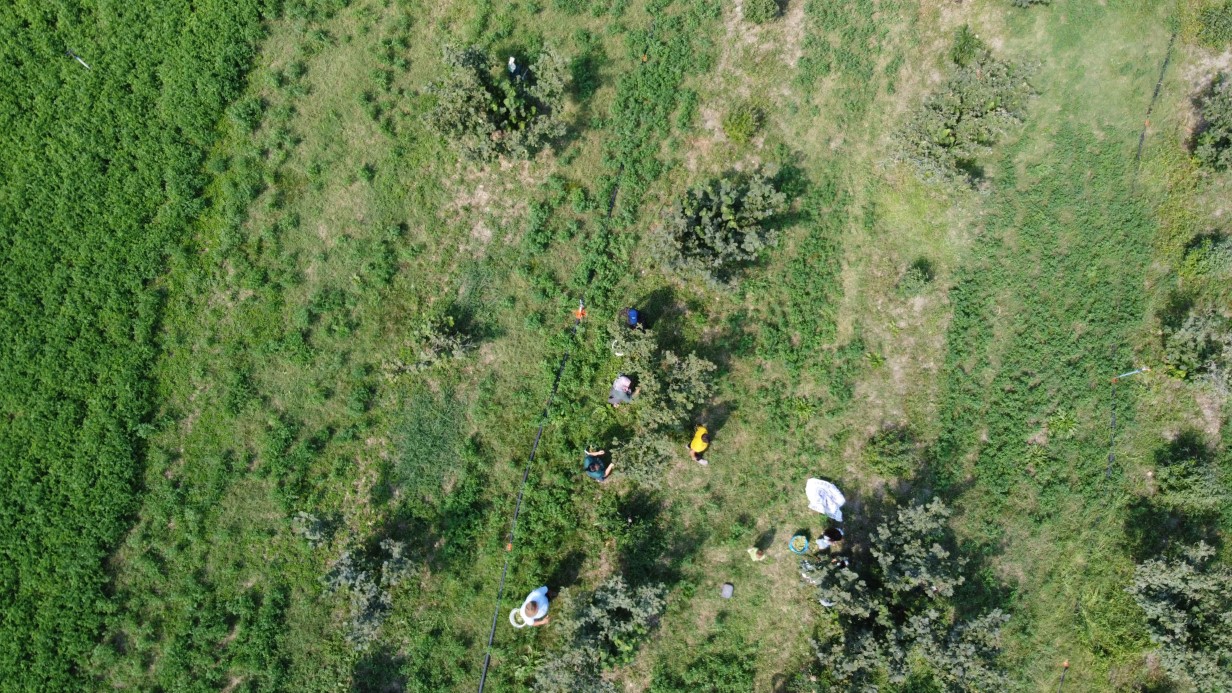 Karadeniz değil Adana: Torosların eteğinde fındık hasadı