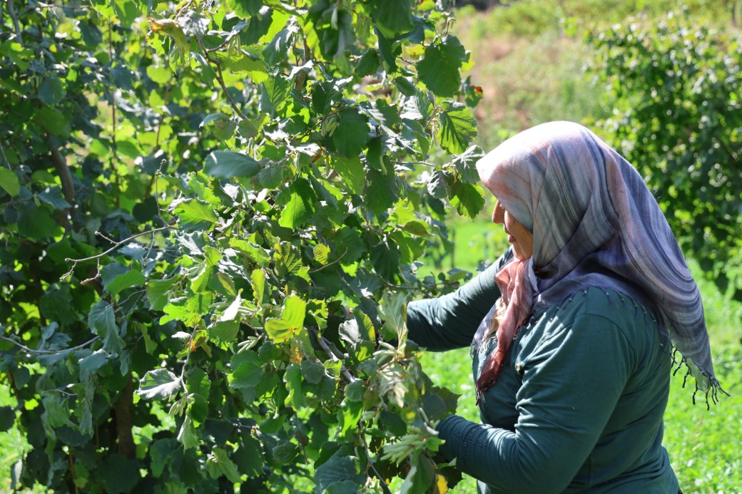 Karadeniz değil Adana: Torosların eteğinde fındık hasadı