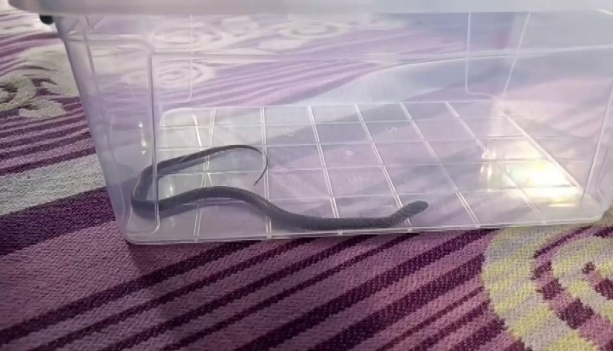 Diyarbakır’da 4’üncü kattaki bir evin çocuk odasına yılan girdi