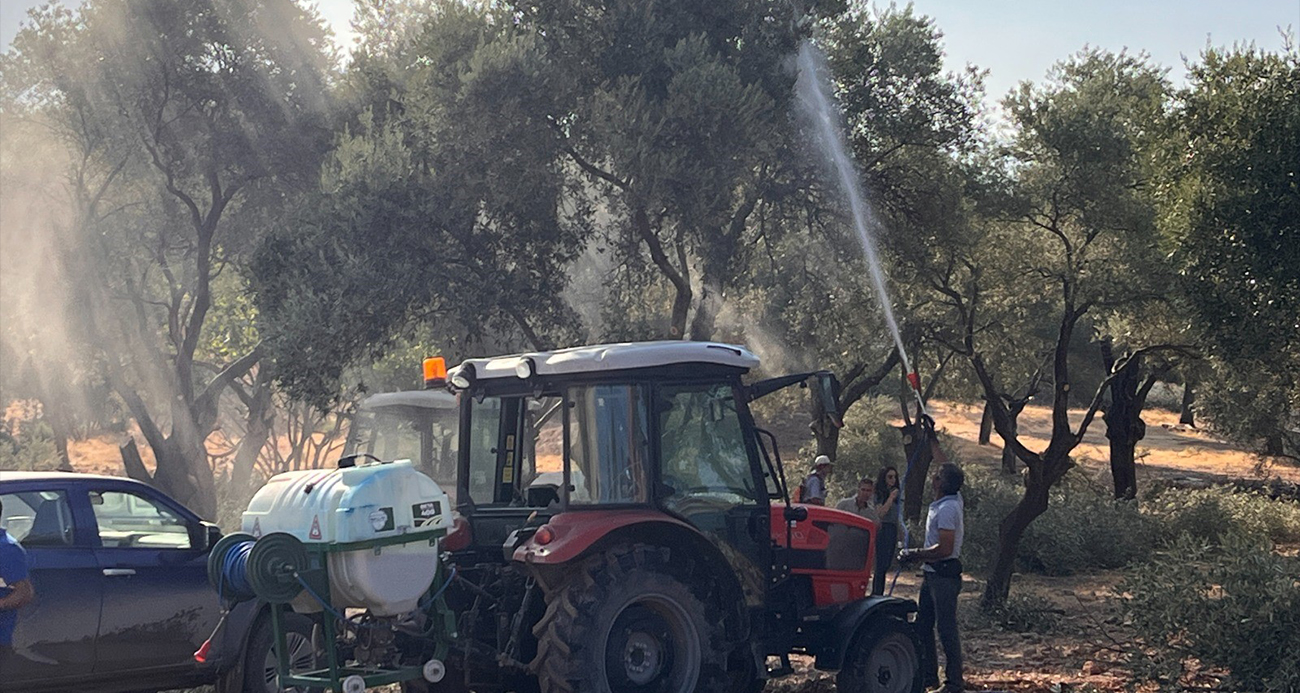 Milas’ta zeytin ağaçları taşınarak yaşatılıyor
