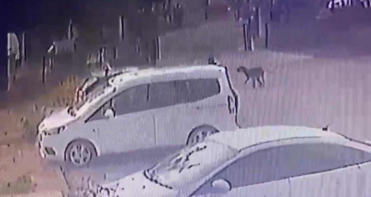 3 yaşındaki çocuğu köpekler kovaladı