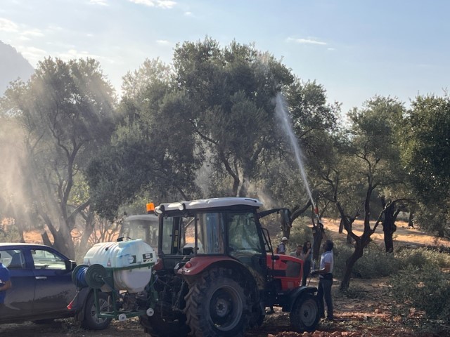 Milas’ta zeytin ağaçları taşınarak yaşatılıyor