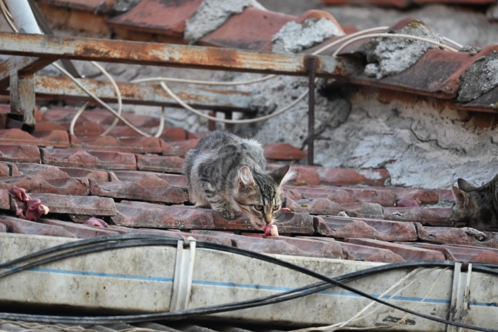 Her gün merdivene çıkıp çatıdaki kedileri besliyor