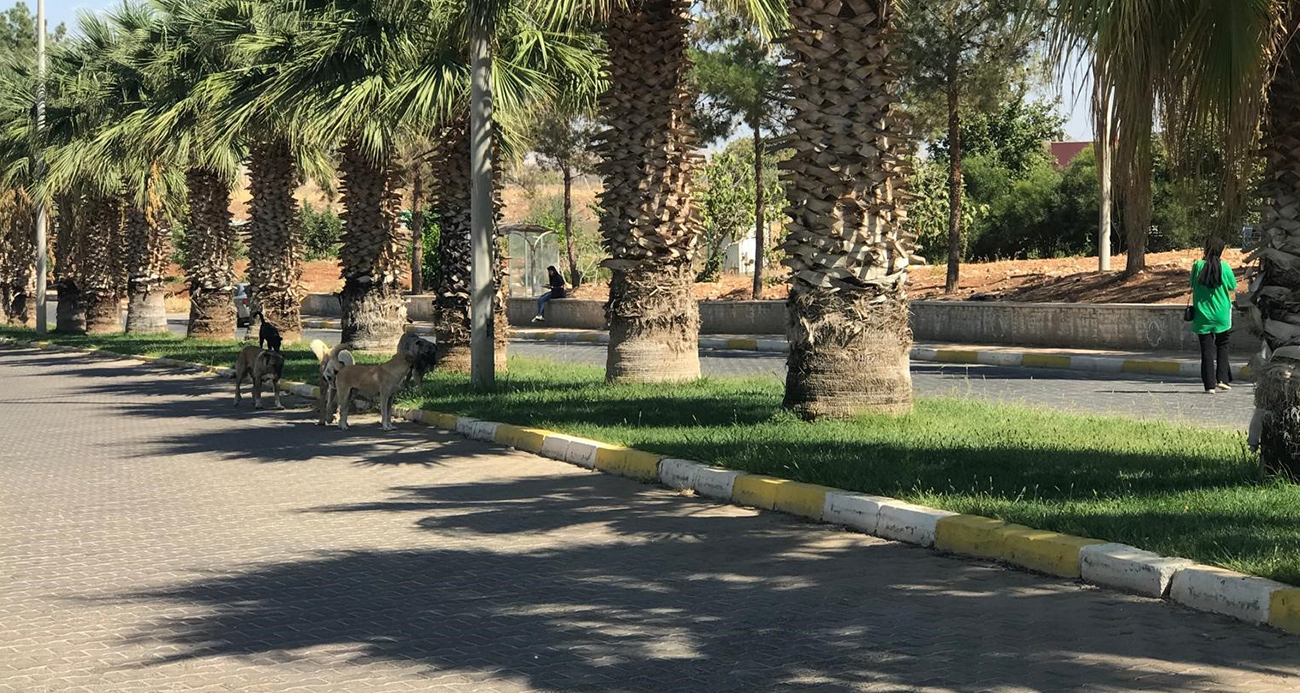 Sahipsiz köpekler Harran Üniversitesini mesken tuttu
