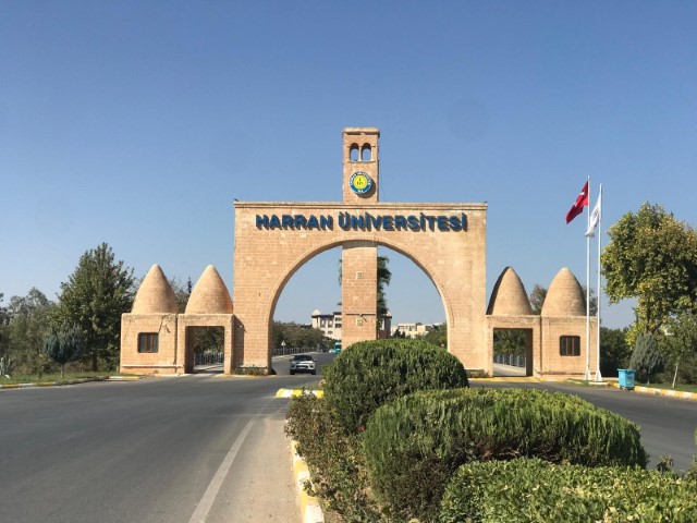 Sahipsiz köpekler Harran Üniversitesini mesken tuttu