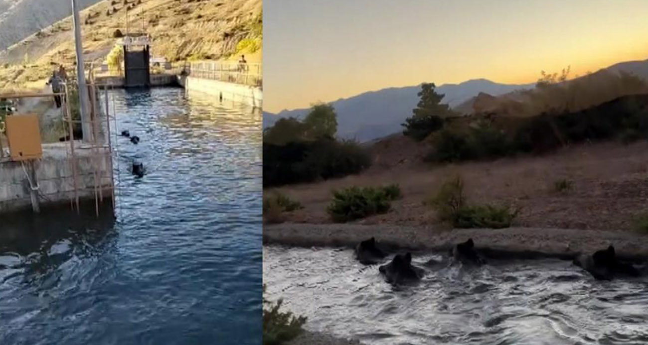 Sulama kanalında akıntıya kapılan domuz sürüsü ilginç görüntü oluşturdu