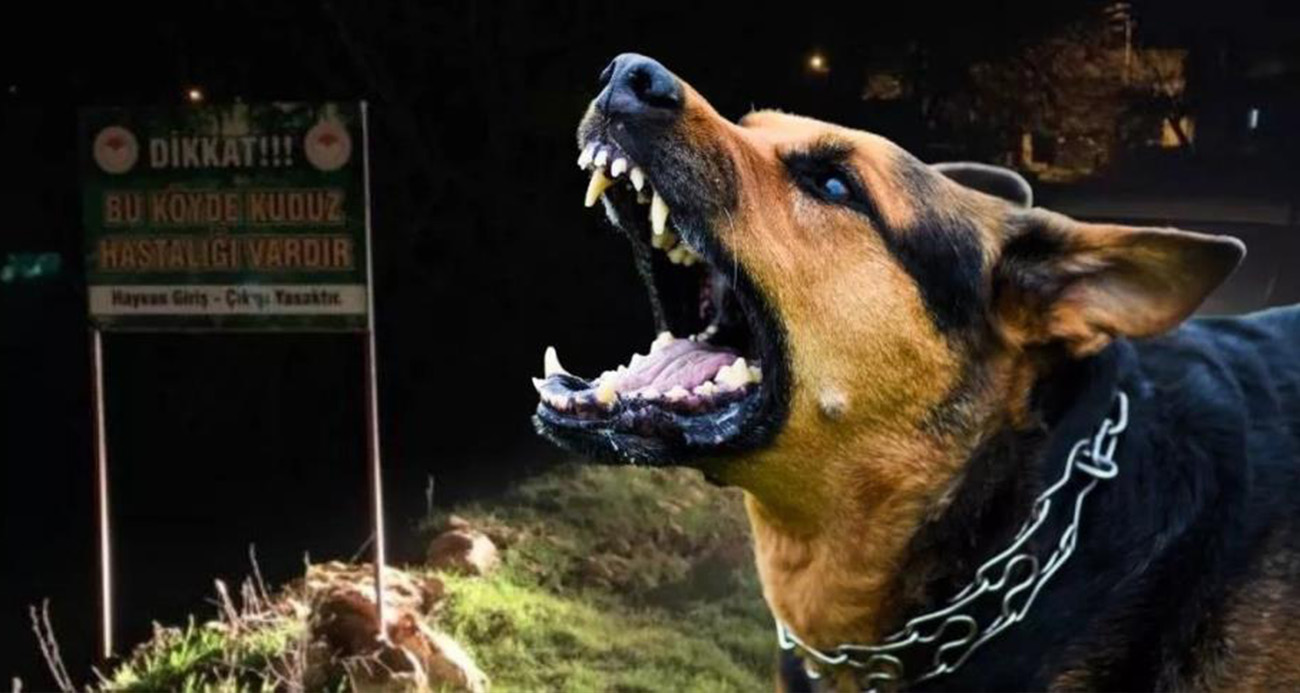 Sokak köpekleri faciaya neden oluyordu: Komşular yetişmeseydi parçalayacaklardı