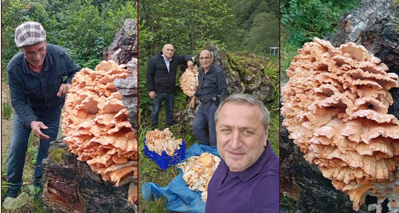 Rize’de ormanda gezintiye çıkan 3 arkadaş ağacın üzerinde kilolarca mantar buldu
