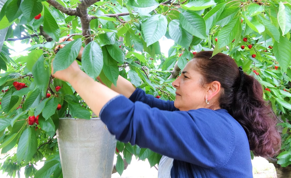 Tokat’ın özel kirazı ürün vermedi, 5 milyon dolarlık kayıp yaşandı