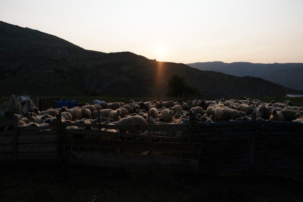 Kahvaltı sofralarına 3 bin rakımdan gelen lezzet: Erzincan Tulum Peyniri