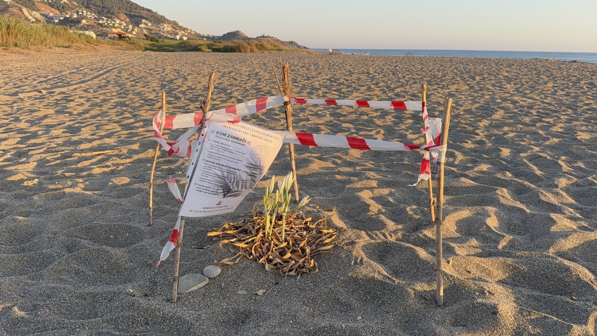 Kum zambaklarını koparanın cezası: 557 bin TL