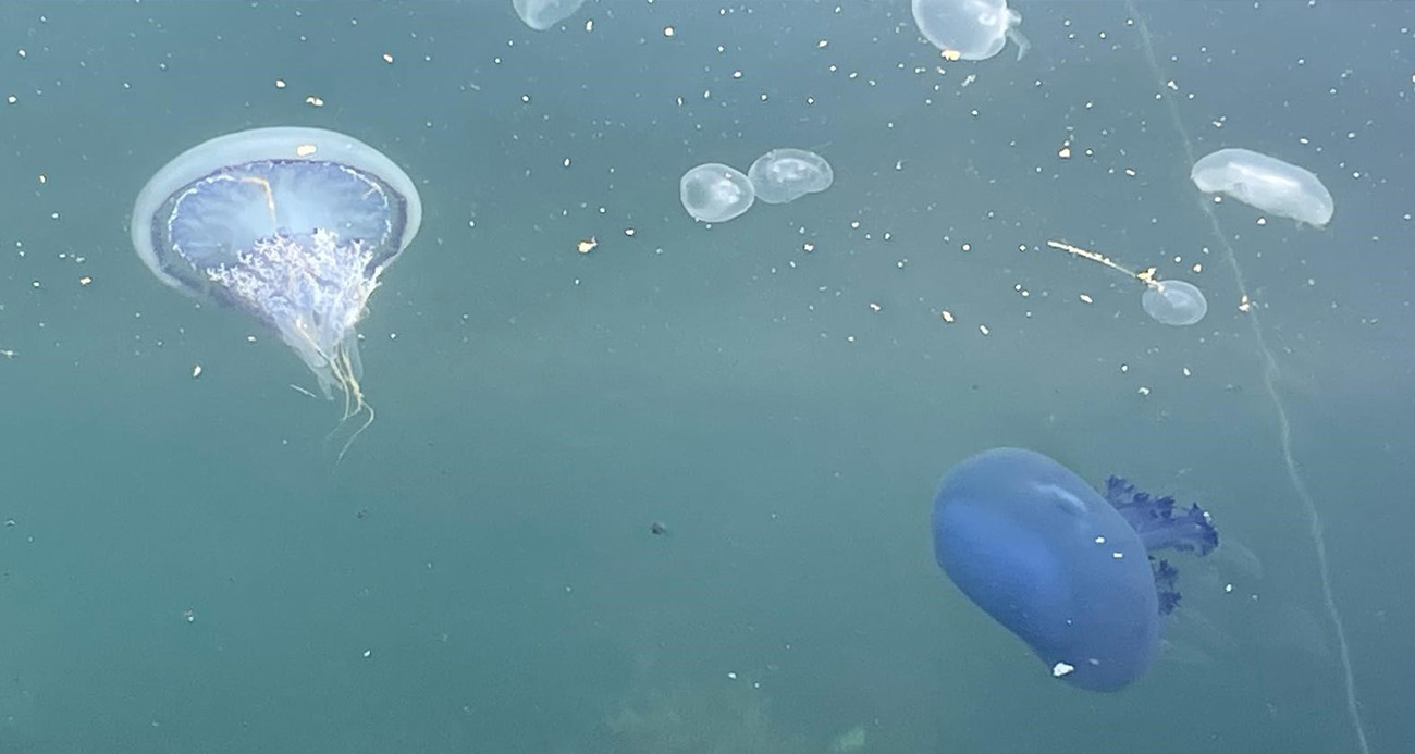 Marmara’da ’bitti’ denilen müsilaj kabusu tekrar hortladı