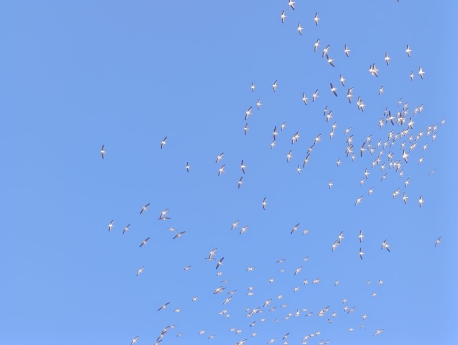 Kuşların dans şeklindeki gösterisi görenleri mest etti