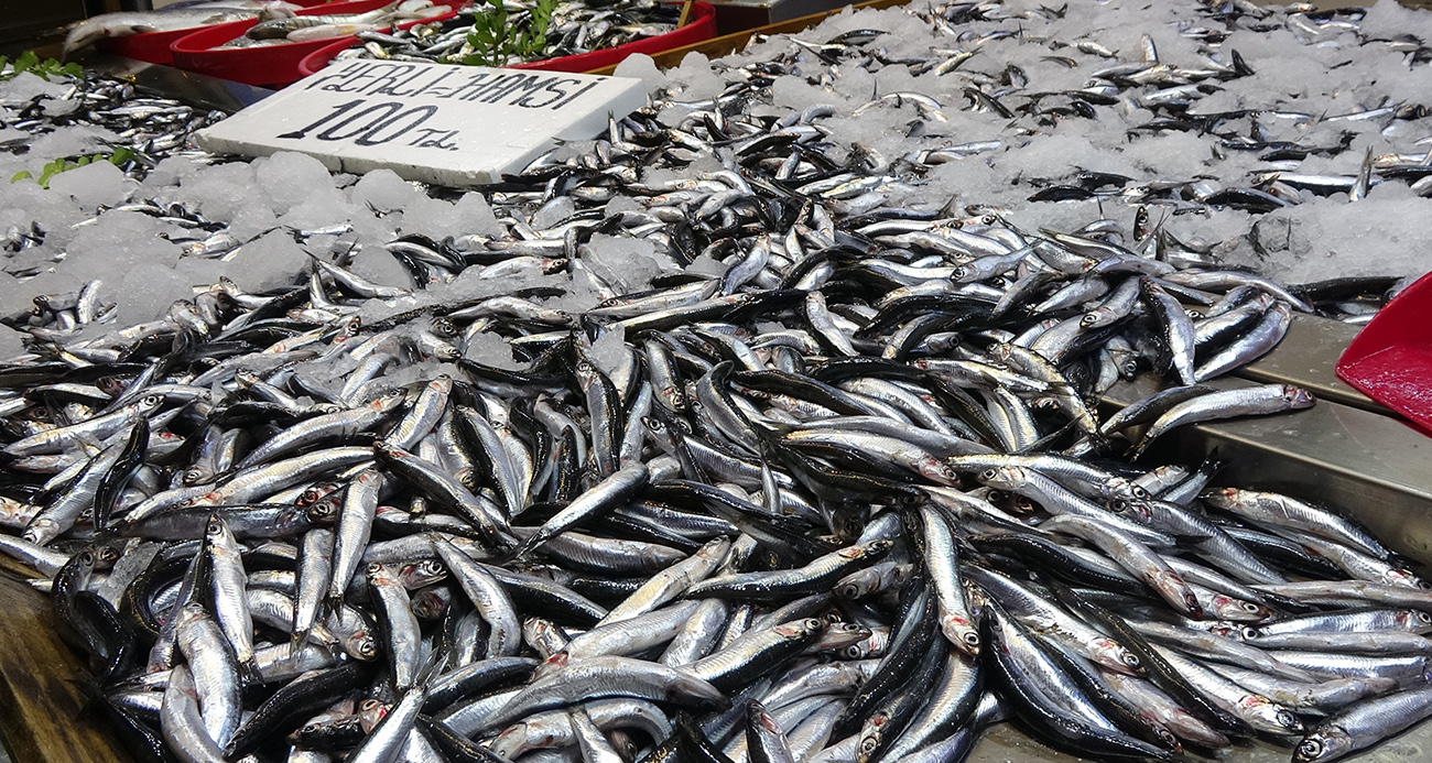 Karadeniz’de hamsi bereketi sürüyor
