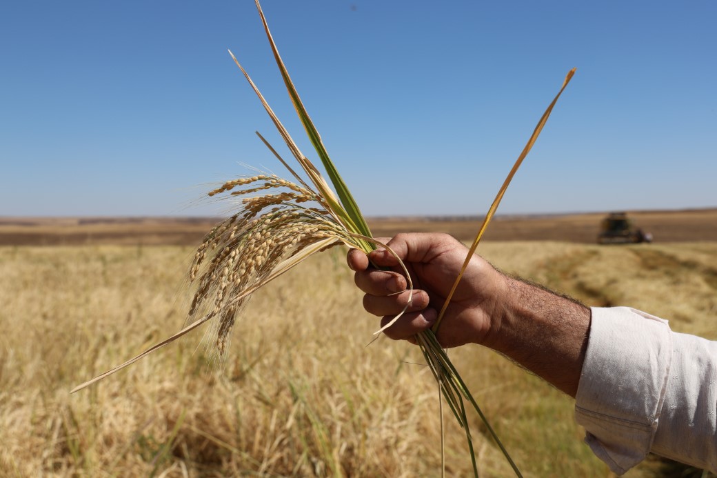 Bin dönümde yaklaşık 6 milyon lira maliyeti bulan tescilli Karacadağ pirincinde hasat zamanı