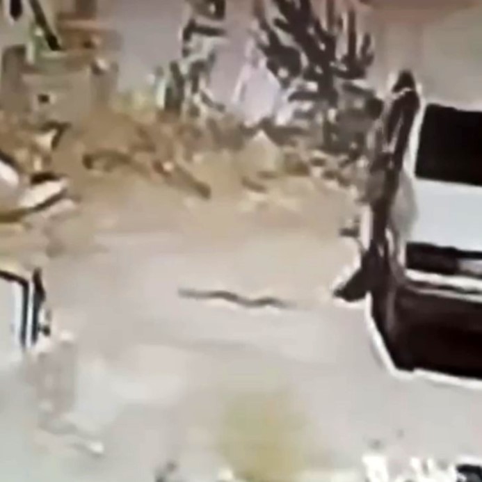 Seyir halindeki araçta yılan paniği kamerada: Sürücü araç durmadan indi