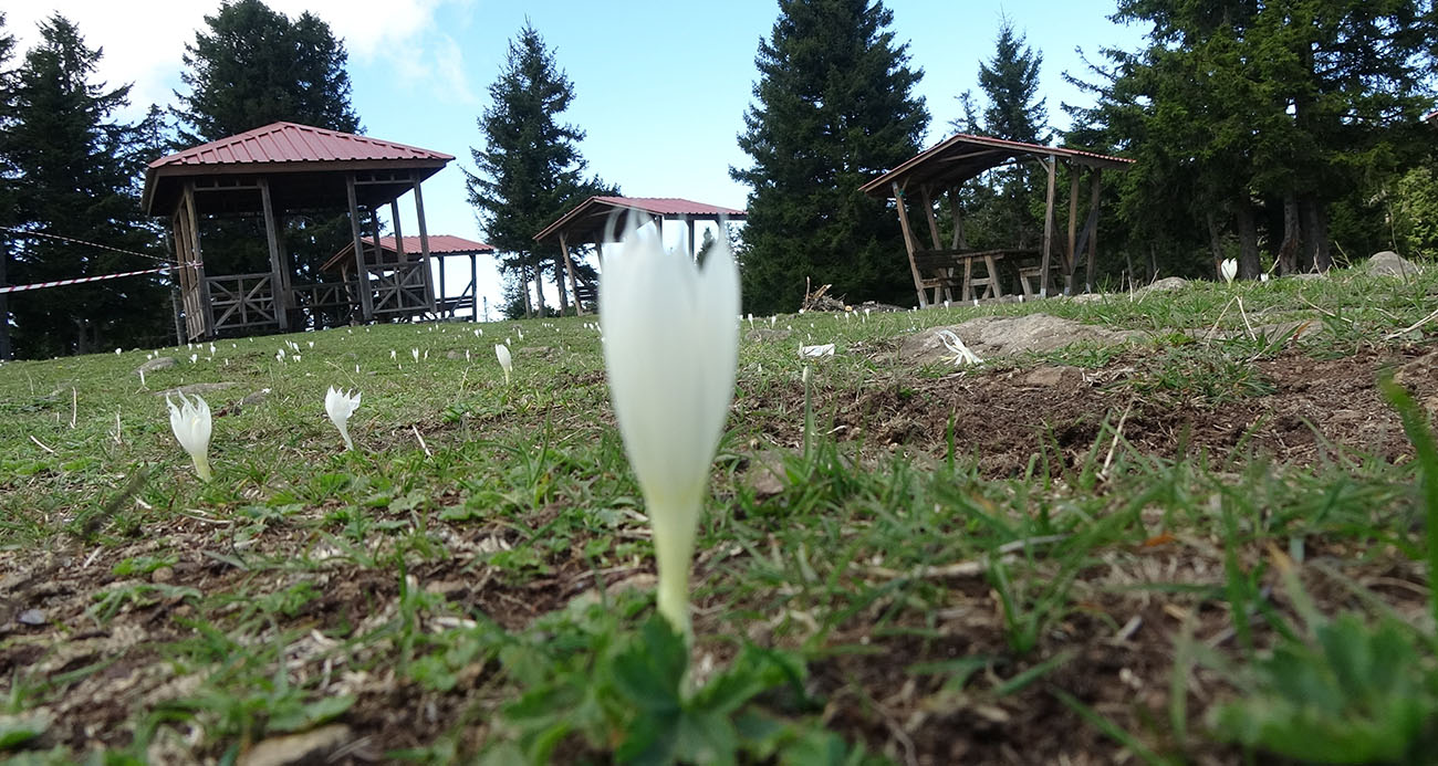 Vargitler açtı, yaylalar sessizliğe büründü