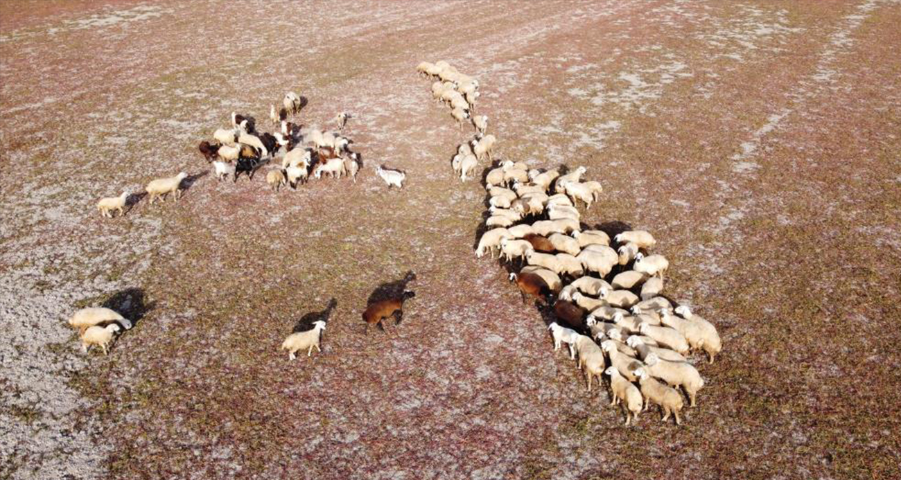 Kuraklığın vahim tablosu: Kuruyan baraj havzasında hayvanlar otlatılıyor
