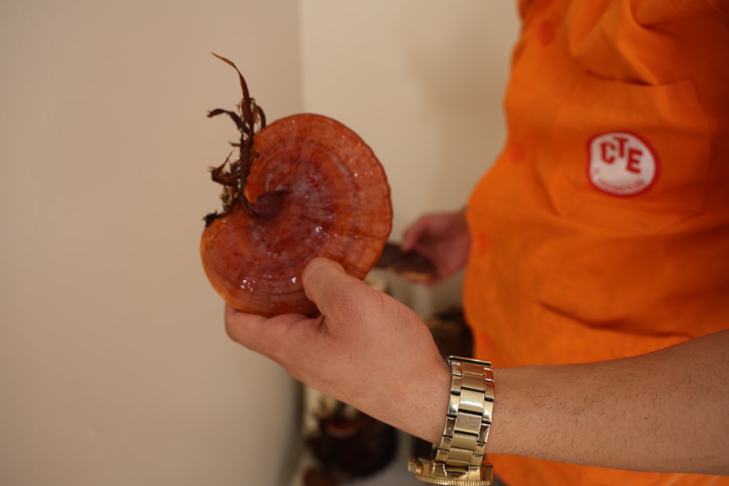 Hükümlüler, kilogramı 15 bin TL’ye kadar çıkan ’Kırmızı Reishi’ mantarı yetiştirdi