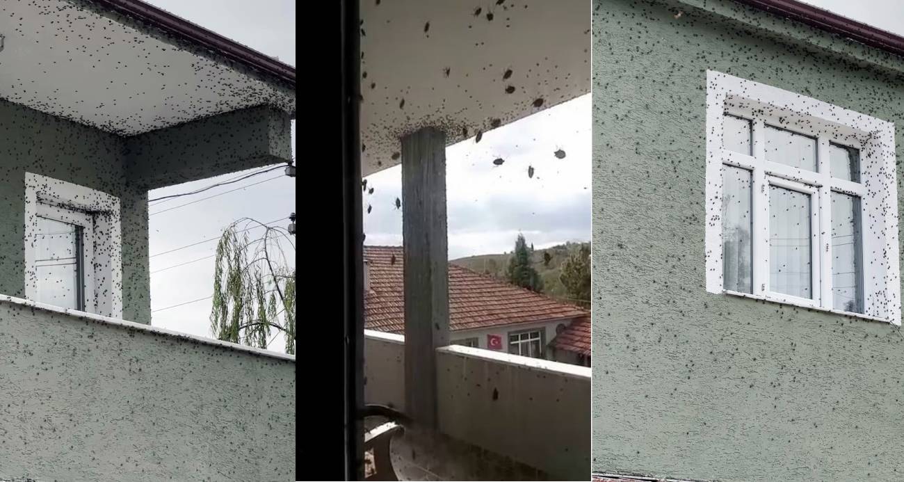 Kahverengi kokarcaların sardığı bina adeta renk değişti