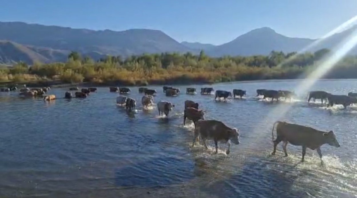 Kuraklık nedeniyle nehrin debisi büyük oranda düşünce büyükbaş hayvanlar karşıya yürüyerek geçti