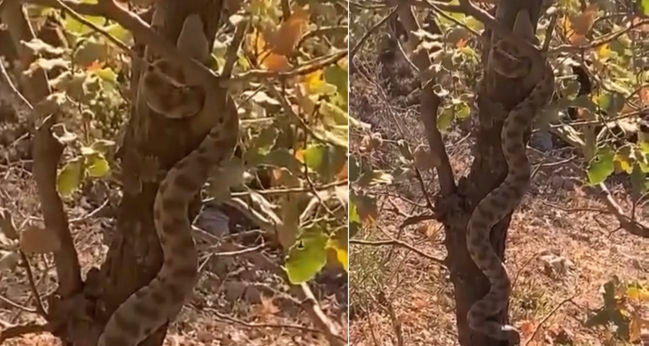 Mardin’de engerek yılanı ağaca tırmanırken görüntülendi