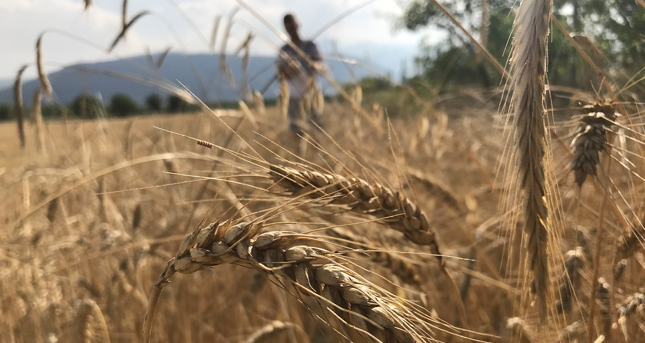 Dünya tahıl arzında rekor beklenti: 3 milyar tonu geçebilir