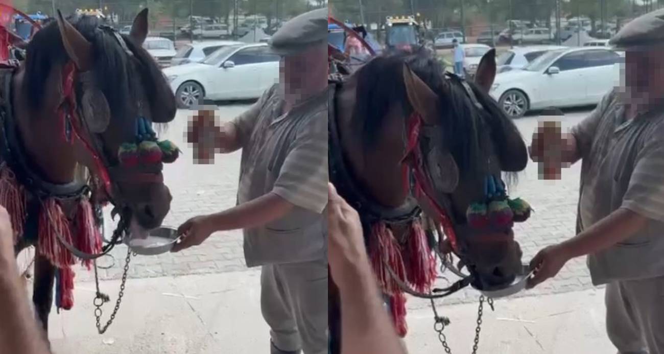 Muğla’da "Bu kadarı olmaz" dedirten görüntüler: Fayton çeken ata alkol içirdiler