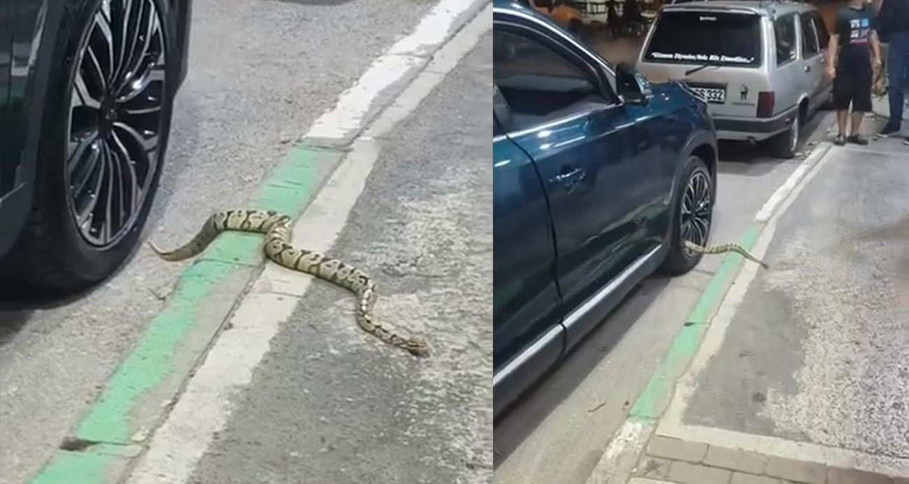 Bursa’da otomobilin jantından yılan çıktı