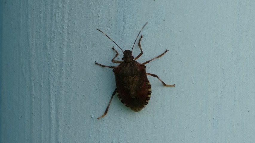 Kahverengi kokarca istilası vatandaşları tedirgin ediyor