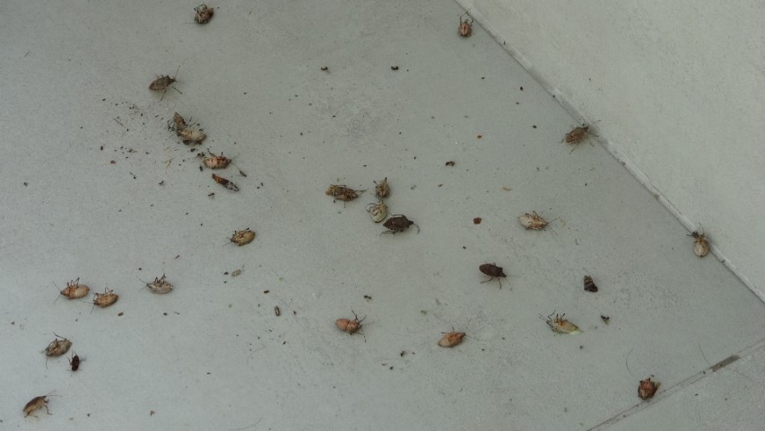 Kahverengi kokarca istilası vatandaşları tedirgin ediyor