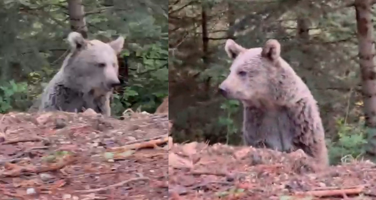 Ayıyla sohbeti gülümsetti