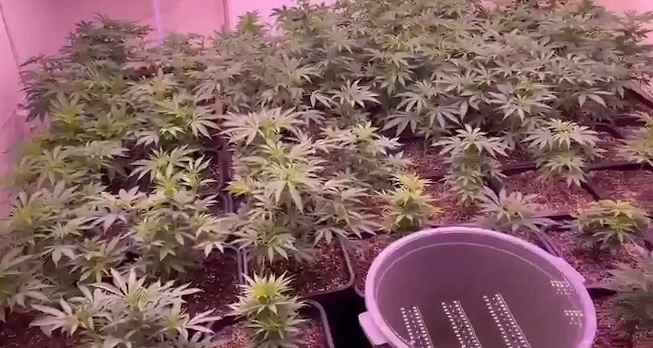 Seraya çevirdiği kiralık dairede kenevir yetiştiren şahıs yakalandı