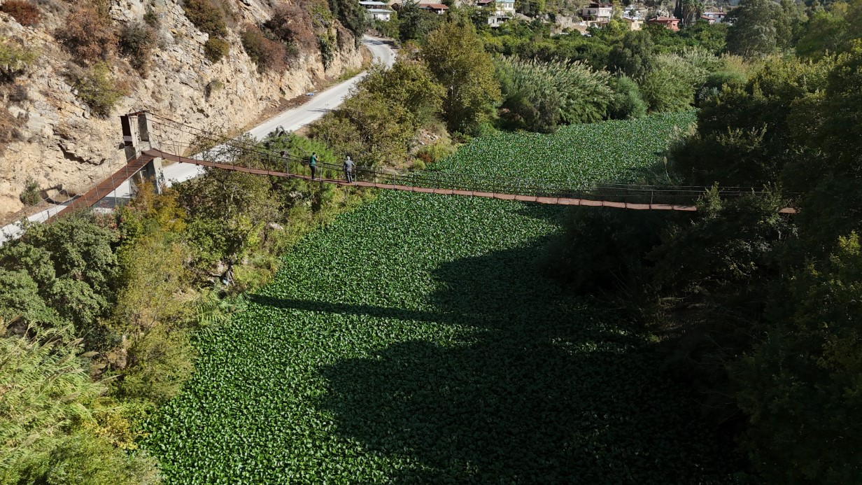 İstilacı su sümbülleri, Asi nehrini yeşile bürüyerek suyu görünmez hale getirdi