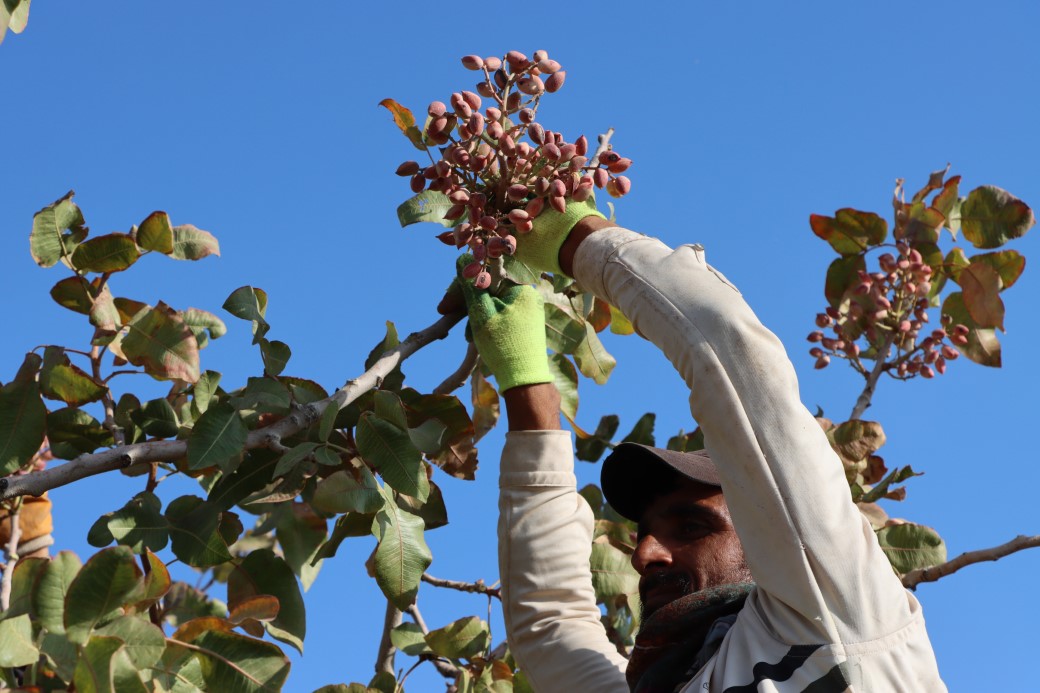 Zirai don, kuraklık ve yok yılı Antep fıstığı rekoltesini düşürdü